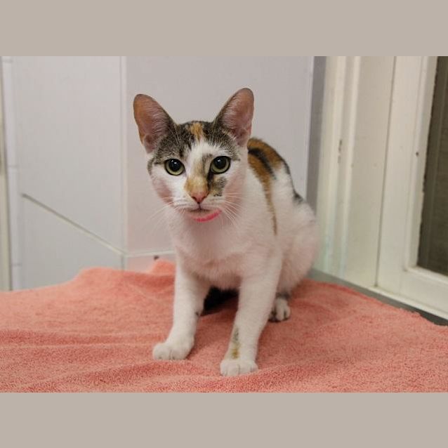 Photo of Misty (837)