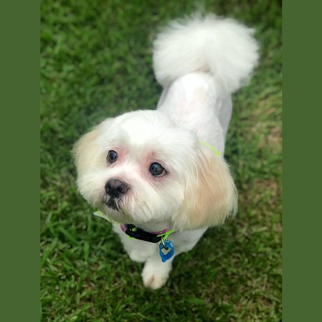 Photo of Shiloh 