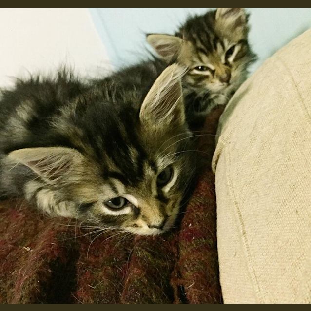 Photo of Catsby