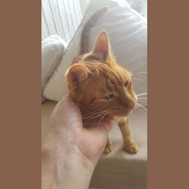 Photo of Daisy The Delightful Ginger Girl Cat!