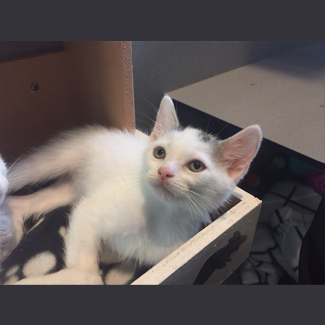 Photo of Pickle