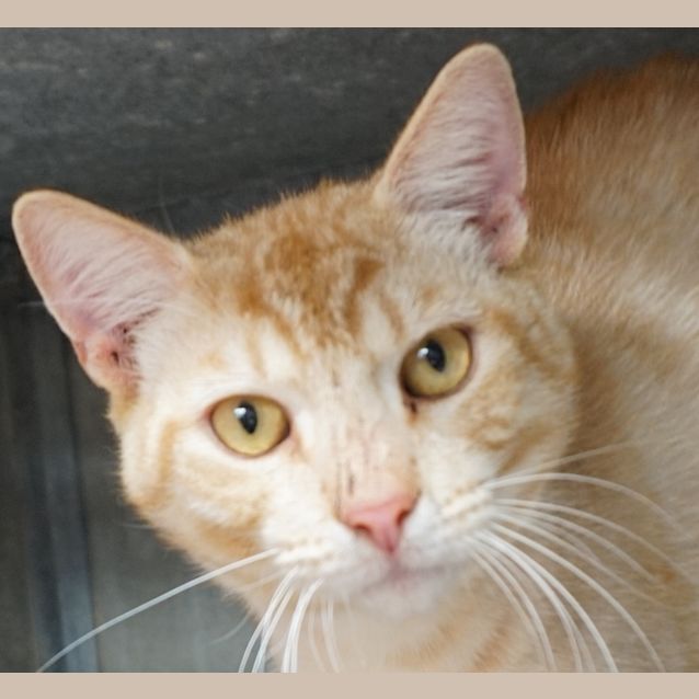Photo of Purginion