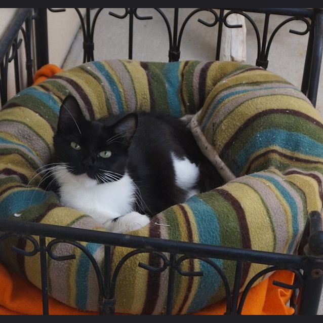 Photo of Layla