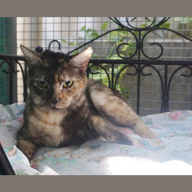 Photo of Piper