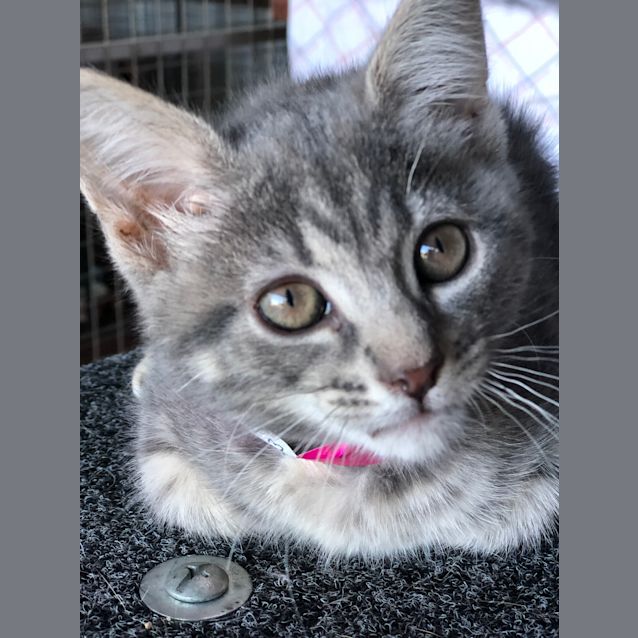 Photo of Willow