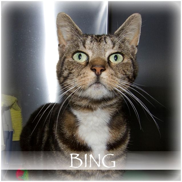 Photo of Bing