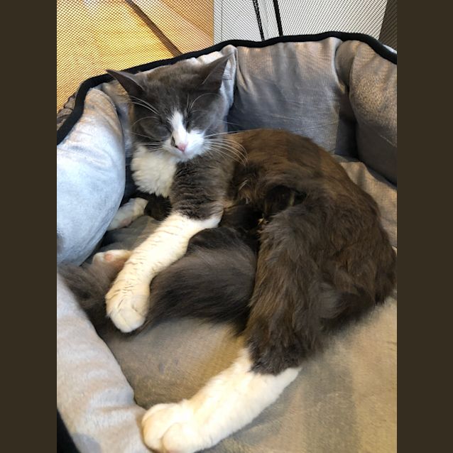 Photo of Amethyst **2nd Chance Cat Rescue**
