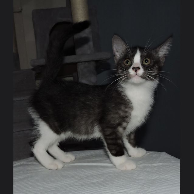 Photo of Frankie