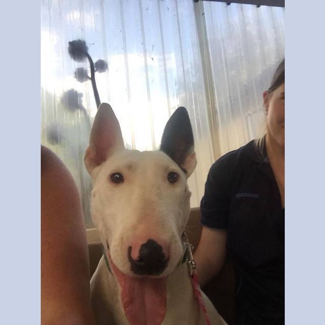 Photo of Luna   Foster Carer Needed