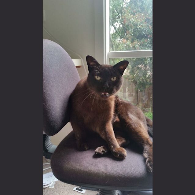 Photo of Chaser The Dashing Burmese Cat