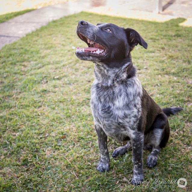 Photo of Meeko ~ Cattle Dog X (On Trial 4/4/2018)