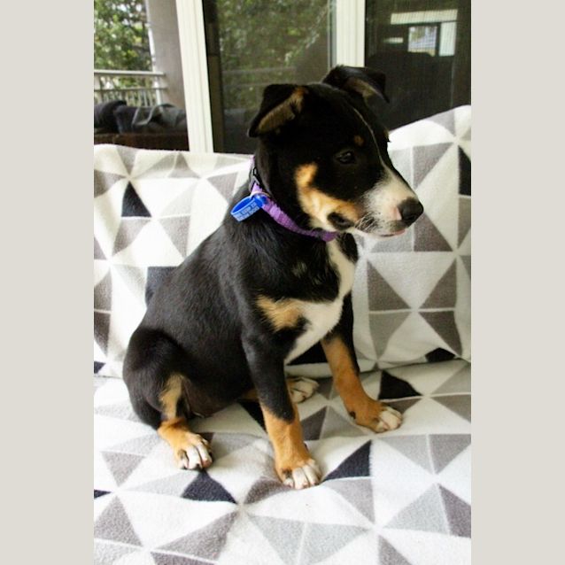 Photo of Ila ~ Kelpie X Cattle Dog (On Trial 10/3/2018)