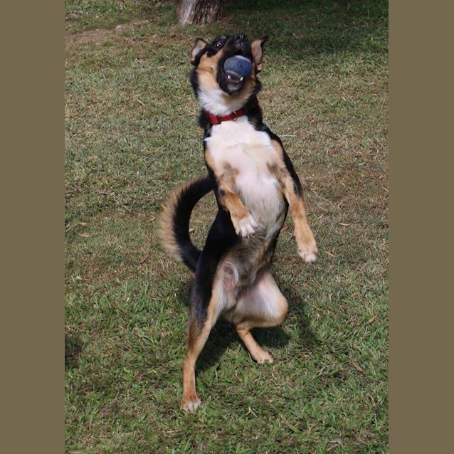 Photo of Sarge 
