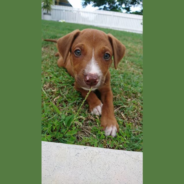 Photo of Aster 