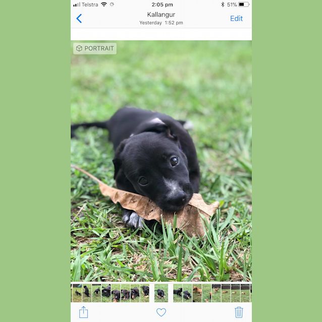 Photo of Daisy 