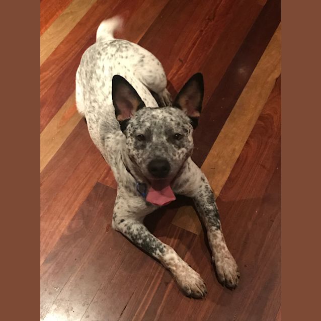 Photo of Ralph ~ Cattle Dog (On Trial 14/7/18)