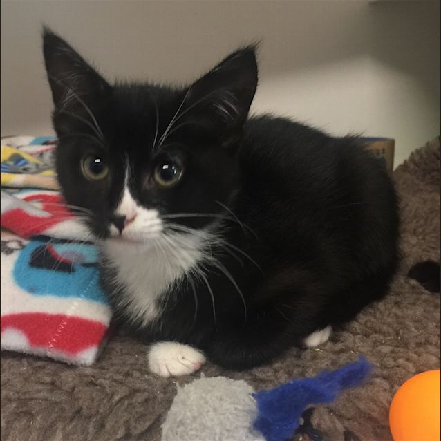 Photo of Muffin