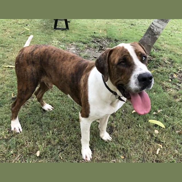 Photo of Boof