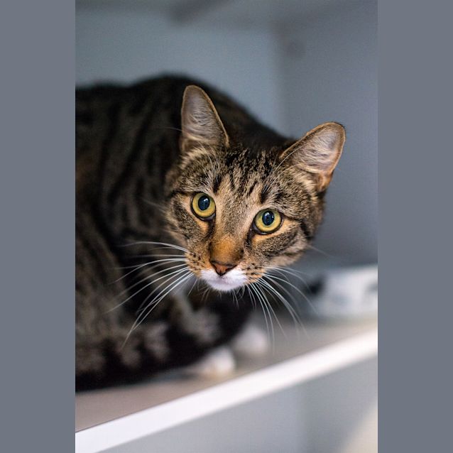 Photo of Tigger