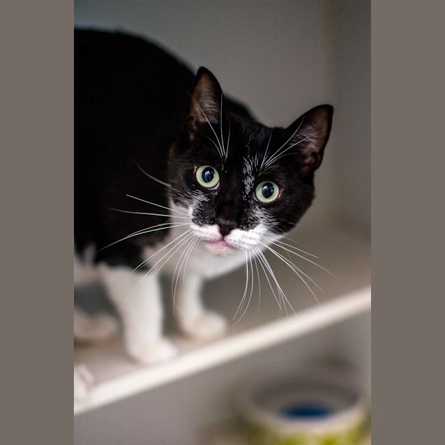 Photo of Zorro