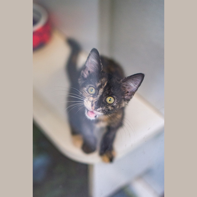 Photo of Peach