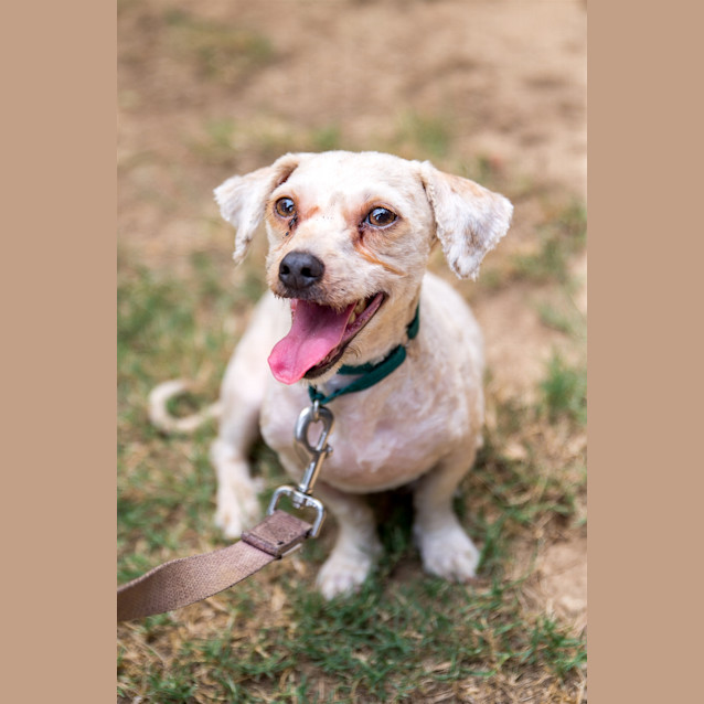 Photo of Cookie