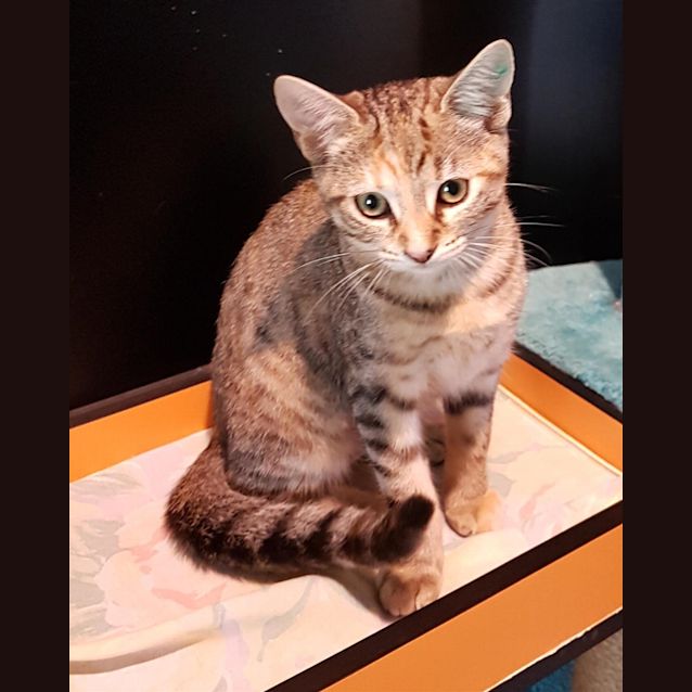 Photo of Rosie