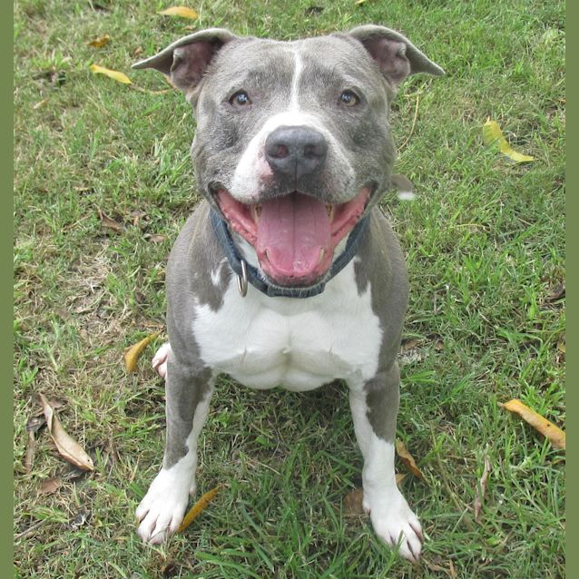 Photo of Buddy
