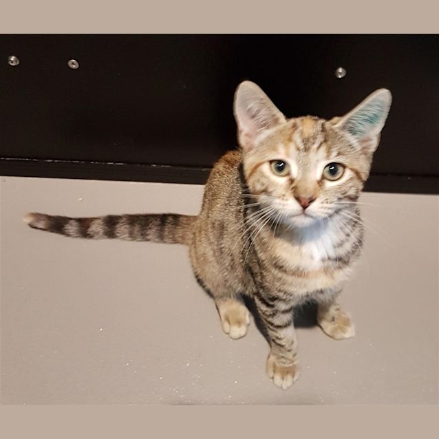 Photo of Willow