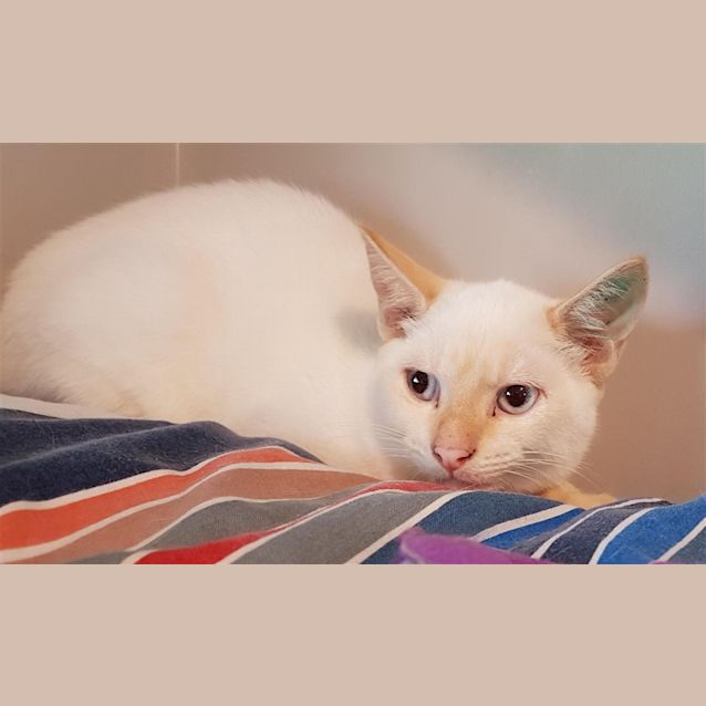 Photo of Darcy