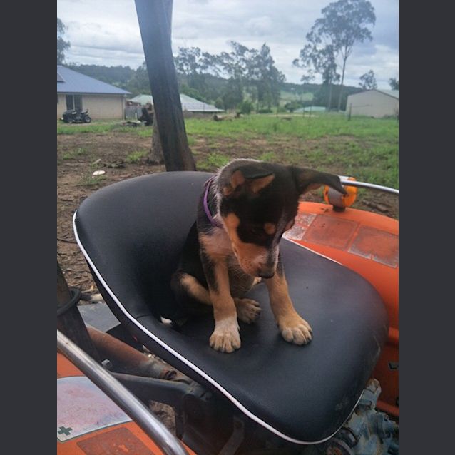Photo of Mabel 