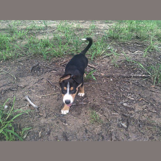Photo of Bribie 