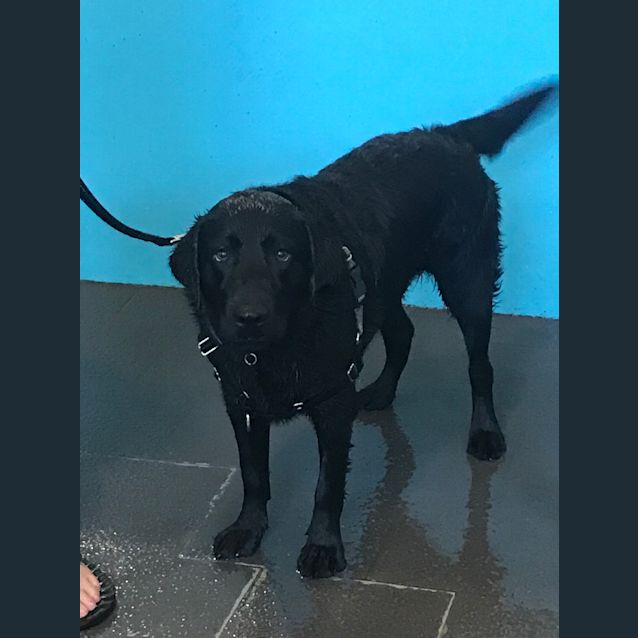 Photo of Angus