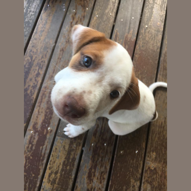 Photo of Buttercup 
