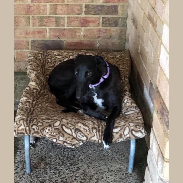 Photo of Sprout (On Trial 2 April)