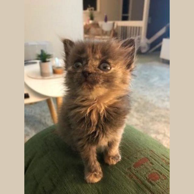 Photo of Daphne