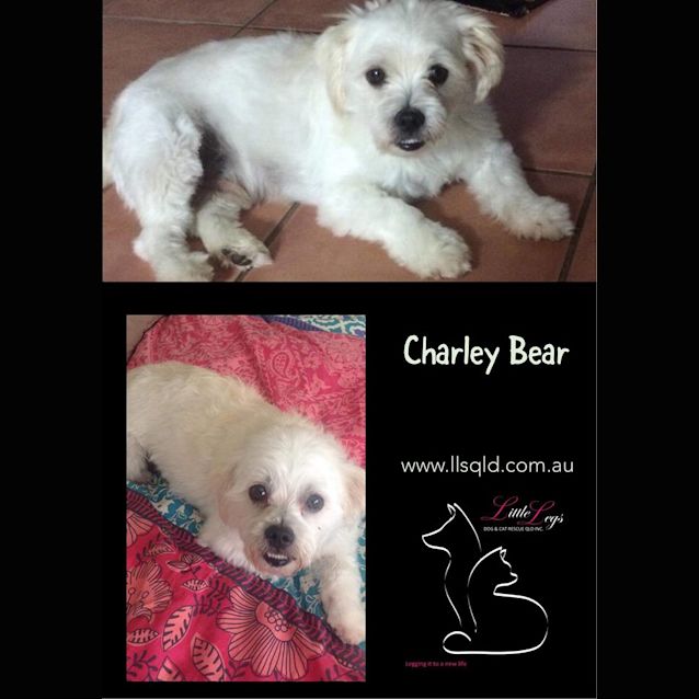 Photo of Charley Bear