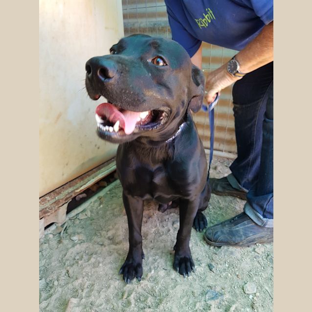 Photo of Tyler (Adoption Pending)