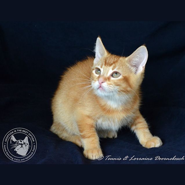 Photo of Drifter