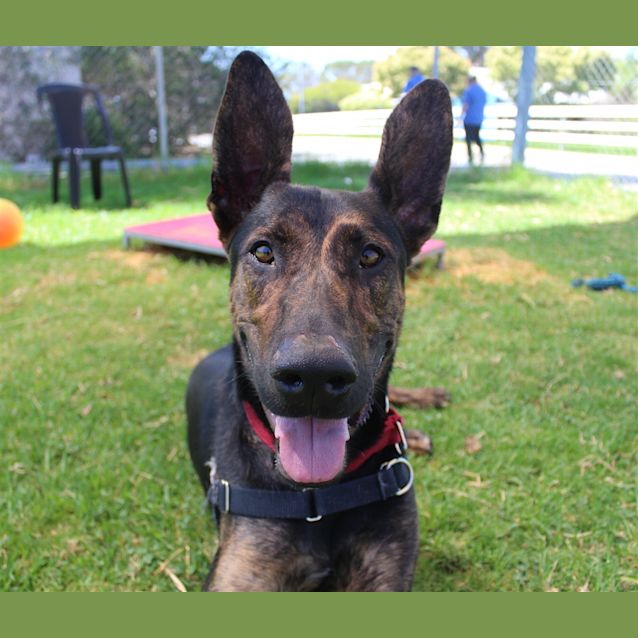 Photo of Moose