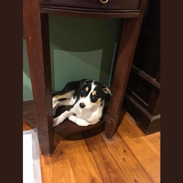 Photo of Rascal