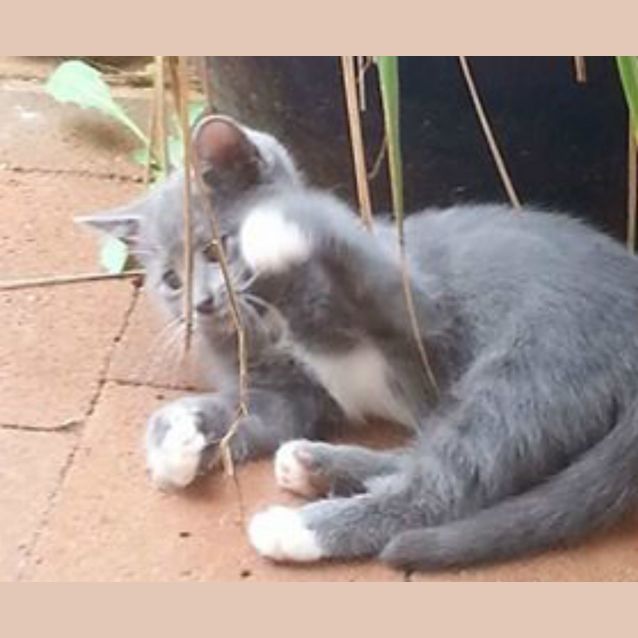 Photo of Shanti