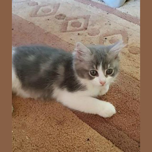 Photo of Teesa
