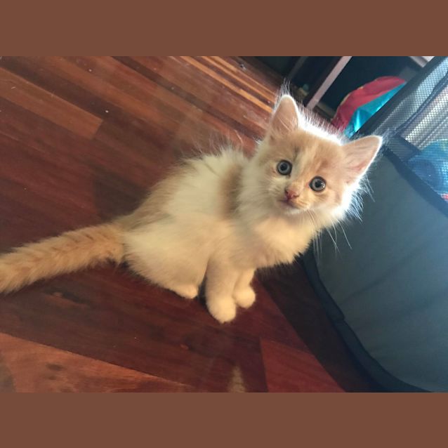 Photo of Tazia