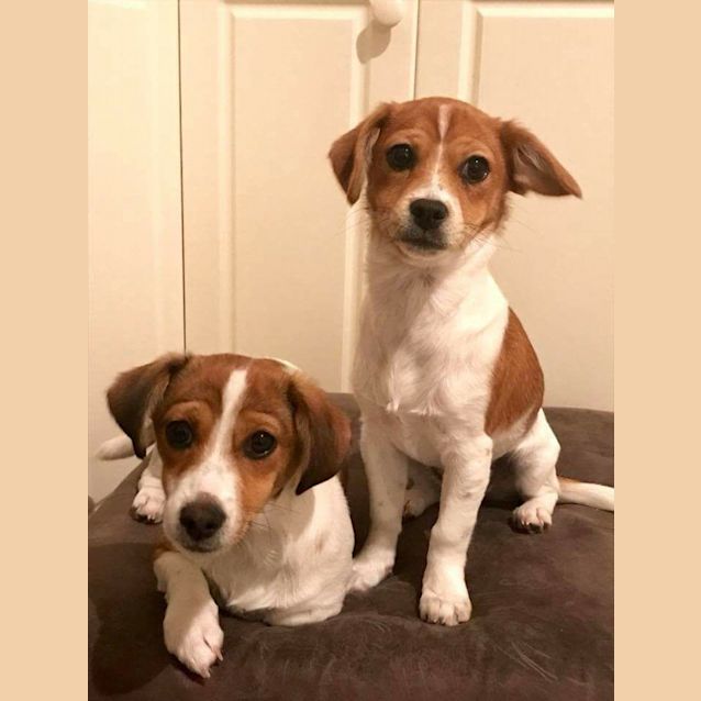 Photo of Poppy