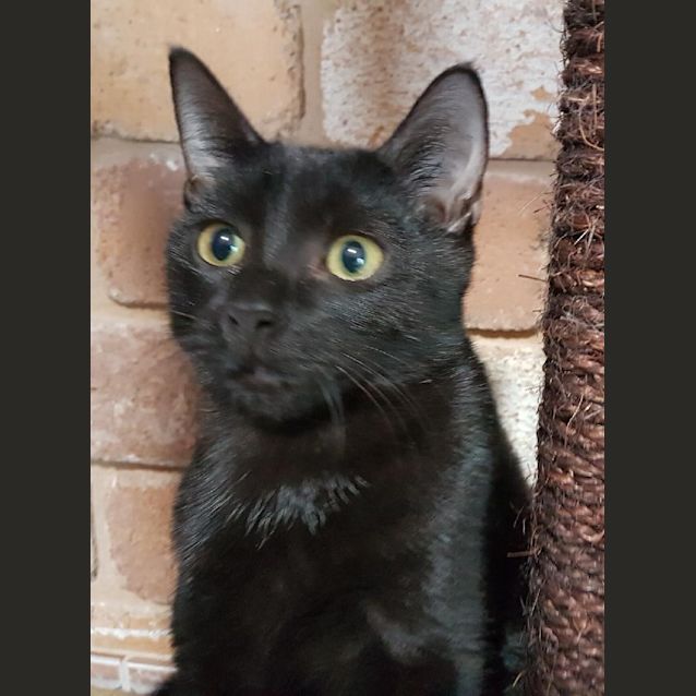 Photo of Sooty