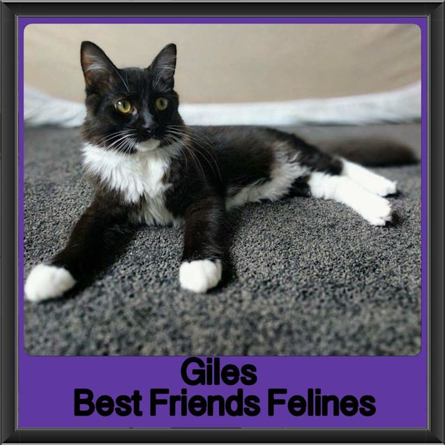 Photo of Giles 