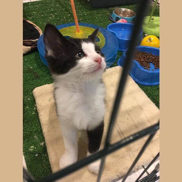 Photo of Tux 