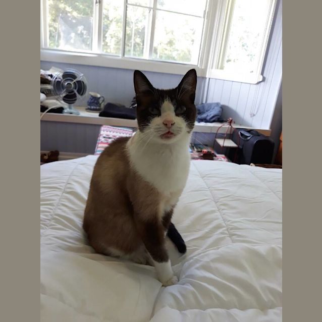 Photo of Shadow