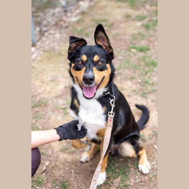 Photo of Rusty